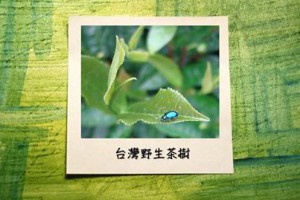【孫紅的關鍵時刻】老祖GOOD的最愛... - 孫紅茶行 Sun Home Tea | Facebook