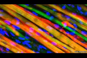 生活技.net: 科學家培育出能自我修復的肌肉