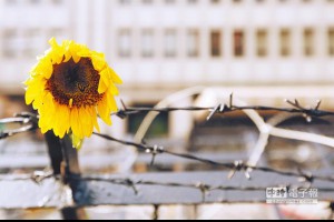 喝了「獨」藥的太陽花 如何迎曙光 - 中時電子報
