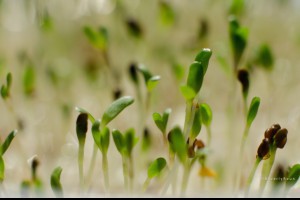 為什麼我沒有支持太陽花學運？ - 貝弗麗的風華日記 - udn部落格