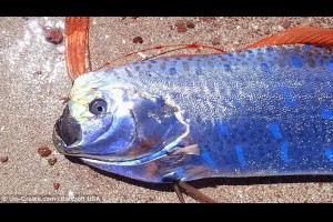 生活技.net: 墨西哥淺海驚現活體皇帶魚身長4.5米