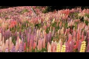 野生的魯冰花 @ 樂觀而盡力、平靜無漣漪、關懷加信任、雲過風就來。 :: 隨意窩 Xuite日誌