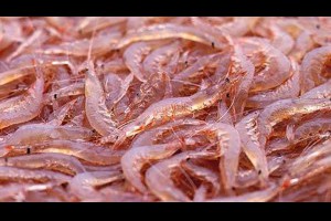 生活技.net: 蝦殼能製成成可分解生物塑料！