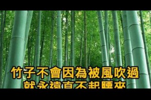 【竹子不會因為被風吹過，就永遠直不起腰來】 @ 樂觀而盡力、平靜無漣漪、關懷加信任、雲過風就來。 :: 隨意窩 Xuite日誌