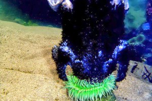 生活技.net: 科學家發現海葵吞食體型遠超自身的海鳥