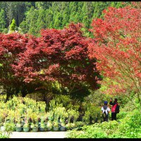 【南投景點】杉林溪森林生態渡假園區‧四季都有好風景