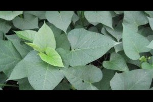 【地瓜葉的好處】 @ 樂觀而盡力、平靜無漣漪、關懷加信任、雲過風就來。 :: 隨意窩 Xuite日誌