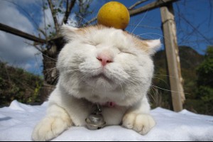 史上最貪睡的貓貓 Shironeko