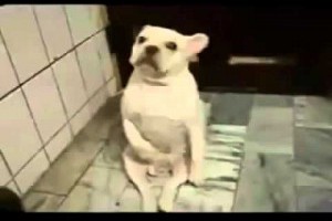 【超爆笑】狗狗模仿歌星