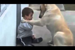 感動!淚崩!狗狗是唐氏症孩童最好的玩伴~