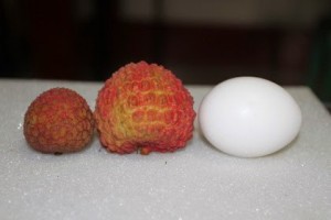 笑飛內褲: [新奇創意] 台灣農改神人 種出雞蛋大荔枝!