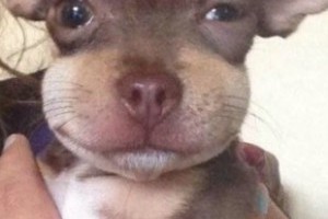 朋友家的狗狗被蜜蜂咬過後變得更萌了... - 輕鬆搞笑