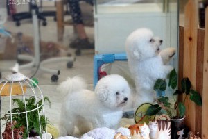 跳著草裙舞的毛茸茸比熊犬 | 認真過生活