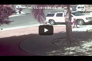  神貓護主！衝撞惡犬救小主人