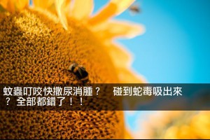 蚊蟲叮咬快撒尿消腫？　碰到蛇毒吸出來？ 全部都錯了！！