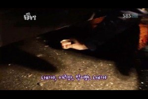 淚目！貓媽媽不肯離開車底的原因