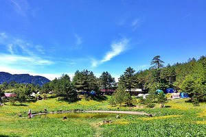 [露營]福壽山農場．夏日の貓耳葉菊花海