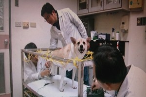 金門徵獸醫 月薪43K < 公職大補帖｜新聞專區｜1111進修網