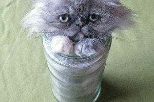 容器、貓咪...這也太可愛了吧！ - 吃喝玩樂 - udn部落格