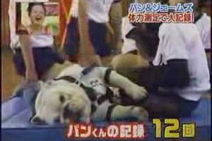 狗狗猩猩大冒險-仰臥起坐篇！