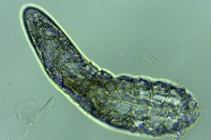研究：人臉上至少有兩種蟲　夜間會在臉上「散步」 - uho優活健康網