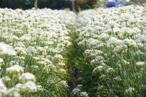大溪韭菜花賞花路線報報