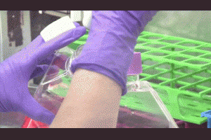 生活技.net: 科學家首次在動物體內培育完整的器官組織