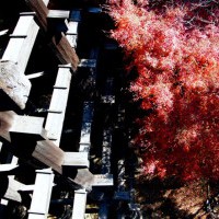 楓世界遺產日本清水寺 閑靜暖人的秋楓逸趣-主題-欣旅遊
