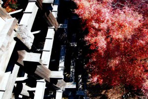 楓世界遺產日本清水寺 閑靜暖人的秋楓逸趣-主題-欣旅遊