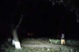 叢林裡會車竟捕獲野生四腳獸！