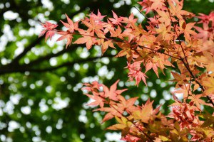 [台北]陽明山台北奧萬大。春日楓紅，渲染山林 @ 奇緣童話。旅行誌 ChiYuan :: 痞客邦 PIXNET ::