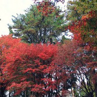 【台中．和平】福壽山農場，楓葉紅了~ 是大自然不小心打翻了顏料嗎!? @ mimi韓 行攝の足跡 :: 痞客邦 PIXNET ::