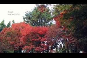 【台中．和平】福壽山農場，楓葉紅了~ 是大自然不小心打翻了顏料嗎!? @ mimi韓 行攝の足跡 :: 痞客邦 PIXNET ::