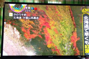 速報！日本紅葉開跑！