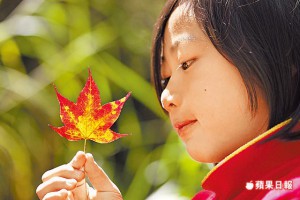 嘉義阿里山 追楓賞日落 | 蘋果日報