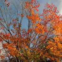 賞楓追楓追到瘋 阿里山至塔塔加 - ANY HOME - udn部落格