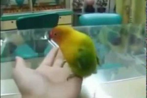 女友第一次來我家做客 這隻鸚鵡竟出賣我 真想把牠殺了！