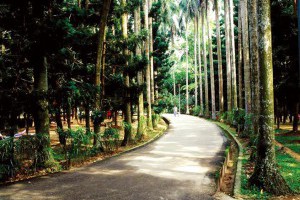 嘉義植物園 帝國的南方想像 - 中時電子報