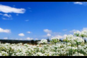140914大溪中新里韭菜花 - yam輕旅行