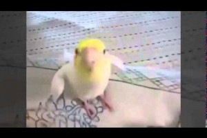 好厲害喔！超有音樂細胞的鸚鵡 會唱龍貓主題曲耶～