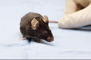 生活技.net: 科學家把人腦基因轉入老鼠使其智商飛躍