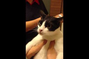 超台貓咪 罵三字經 趕羚羊！