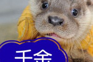 「獺」出金門為保育─幫水獺妹妹命名