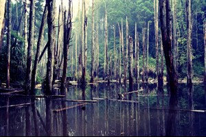 南投‧療癒系森林旅行─走訪日式木造校舍 穿越迷霧森林-地區-欣旅遊