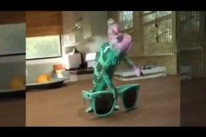 令人驚嘆的變色龍！