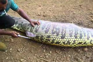 這隻蛇肚子裡到底吞了甚麼東西....答案揭曉絕對會嚇死你！