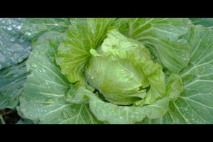 [知識分享]抗黑心！最常見的12種排毒食物