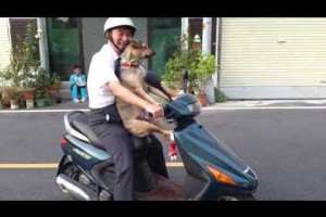 狗狗坐機車，還會自己喬位置好厲害！