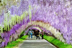 福岡的夢幻「紫藤隧道」