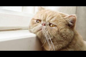 《等待貓奴回家的貓》喵的～你怎麼還不快回家伺候我！